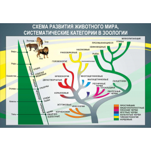 Схема развития животного мира систематические категории в зоологии